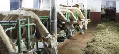 Telemarkskyr, brune og hvite kyr med store horn, står i båsfjøs. Kyrne ser mot kamera. Til venstre ligger en haug med gras klar for å spises.  - Foto: Nora May Engeseth/NBS