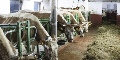Telemarkskyr, brune og hvite kyr med store horn, står i båsfjøs. Kyrne ser mot kamera. Til venstre ligger en haug med gras klar for å spises. - Foto: Nora May Engeseth/NBS